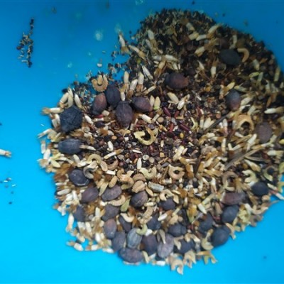 Eszterlánc Montessori Roots